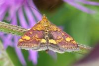 Pyrausta aurata