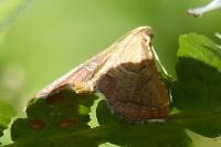 Endotricha flammealis