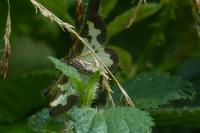 Lomaspilis marginata