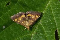 Pyrausta aurata