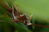 Macdunnoughia confusa