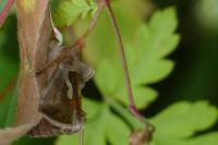 Macdunnoughia confusa