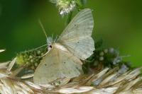 Idaea