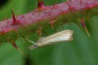 Agriphila straminella