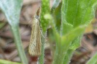 Agriphila straminella