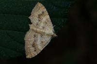 Camptogramma bilineata
