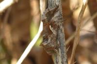 Autographa gamma