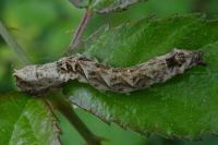 Thyatira batis