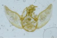 Eupithecia assimilata