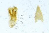 Eupithecia assimilata