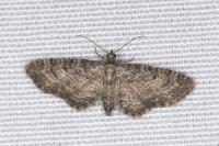 Eupithecia subfuscata