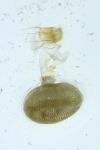 Eupithecia subfuscata