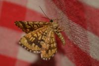Chiasmia clathrata