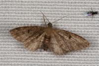 Eupithecia tantillaria