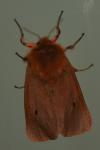 Phragmatobia fuliginosa
