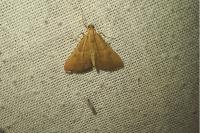 Endotricha flammealis
