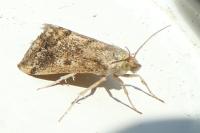 Tegostoma comparalis