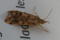 Tegostoma comparalis