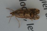 Tegostoma comparalis