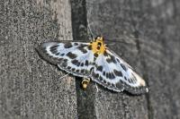 Anania hortulata