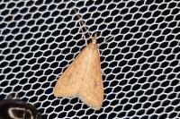 Udea ferrugalis
