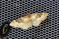 Idaea rusticata