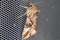 Autographa gamma