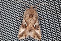 Autographa gamma