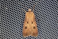 Agrotis exclamationis exclamationis