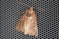 Helotropha leucostigma