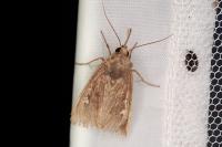 Helotropha leucostigma