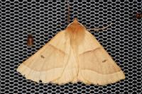 Crocallis elinguaria