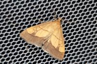 Evergestis limbata