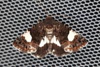 Tyta luctuosa