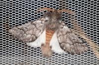 Thaumetopoea pityocampa