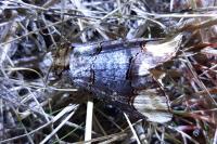 Phalera bucephala