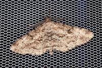 Peribatodes rhomboidaria rhomboidaria