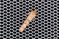 Homoeosoma sinuella