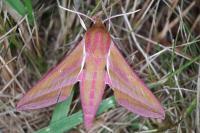 Deilephila elpenor