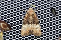 Mesoligia furuncula