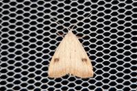 Rivula sericealis