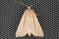 Mythimna straminea