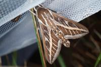 Hyles livornica