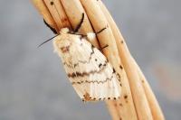 Lymantria dispar