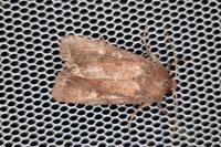 Lacanobia oleracea