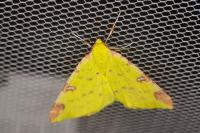 Opisthograptis luteolata