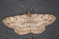 Hypomecis punctinalis
