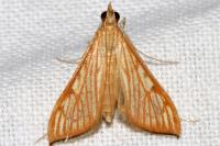 Antigastra catalaunalis