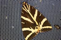 Euplagia quadripunctaria