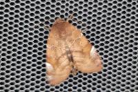 Cosmia affinis
